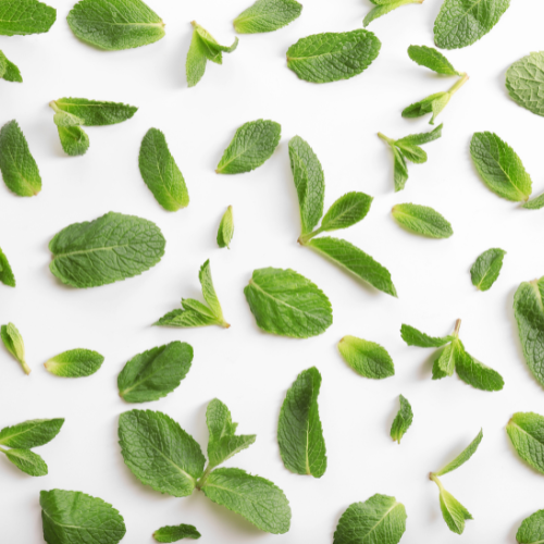 Extrait de menthe poivrée